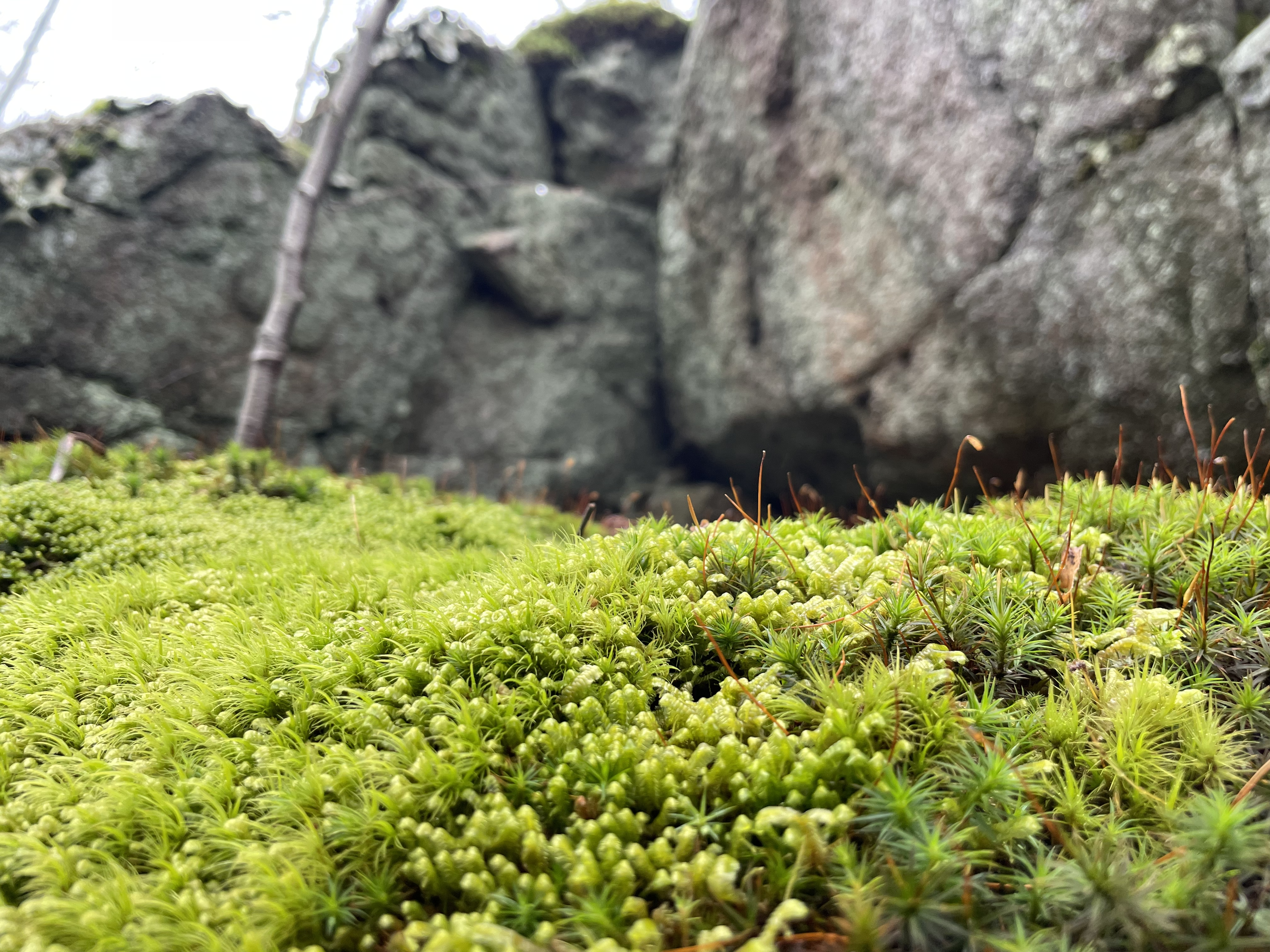Moss texture background