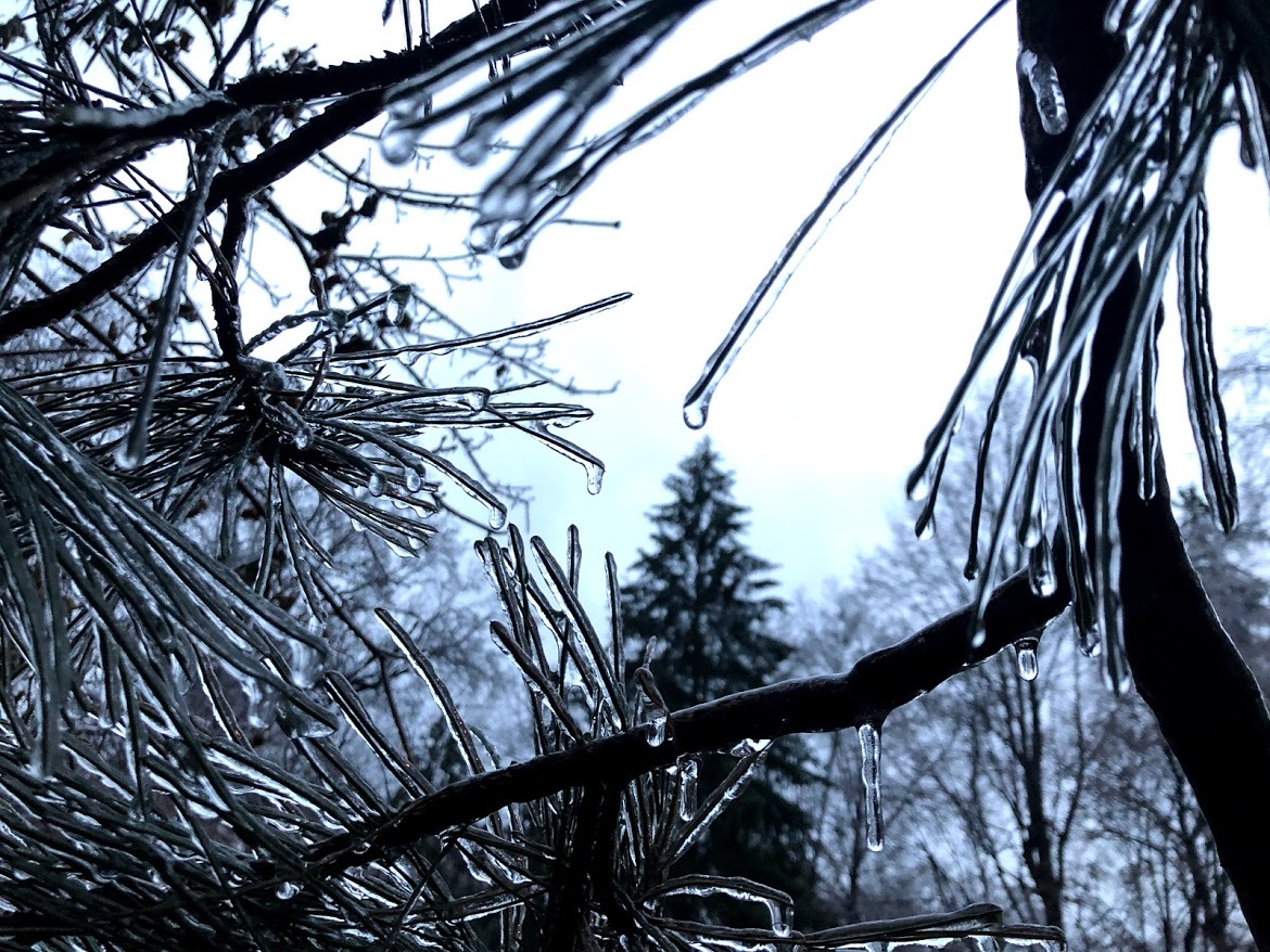 A textured green moss background