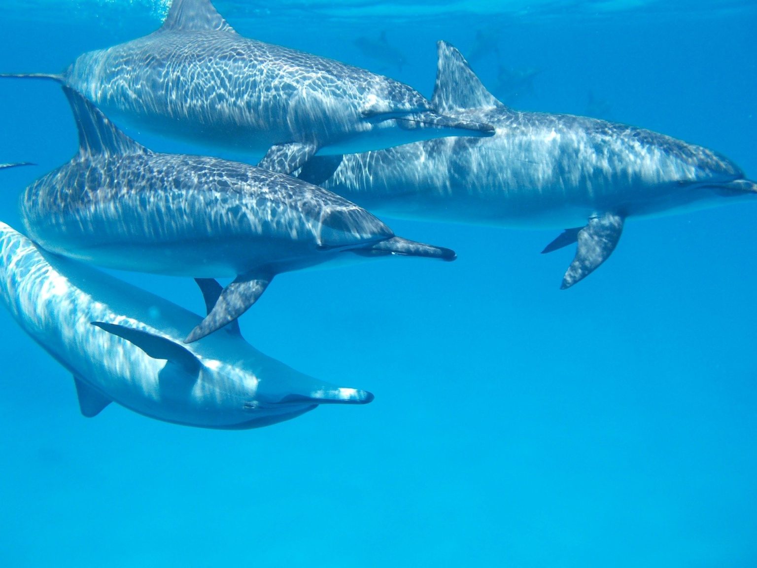 Whistles underwater: How humans are changing dolphin communication – NU