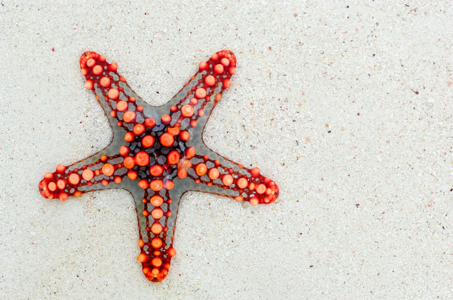 sensing-the-sea-researching-the-adaptations-of-starfish-nu-sci-magazine