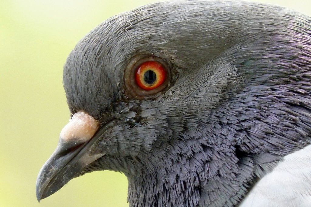 the-world-through-the-eyes-of-a-pigeon-nu-sci-magazine