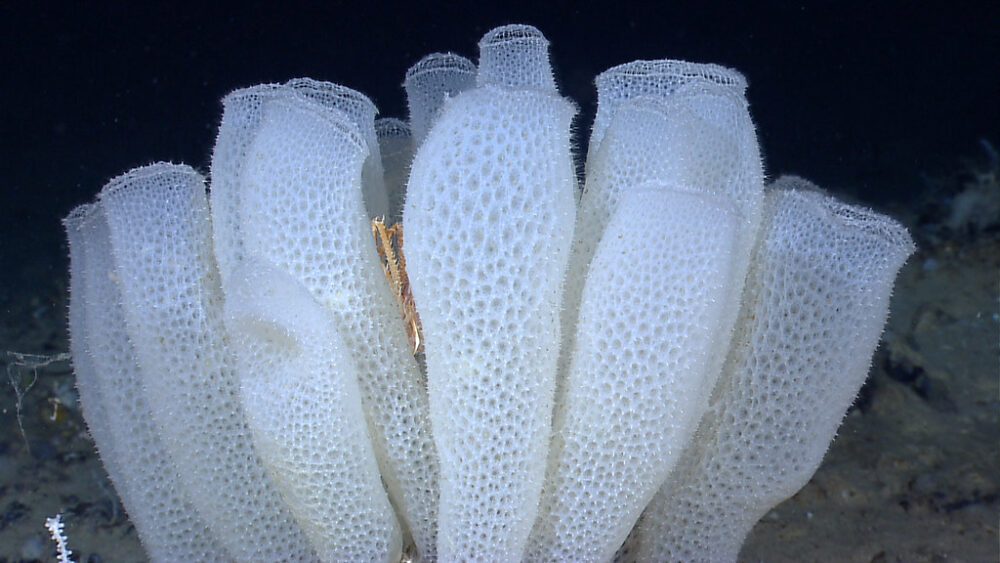 Sea Sponge