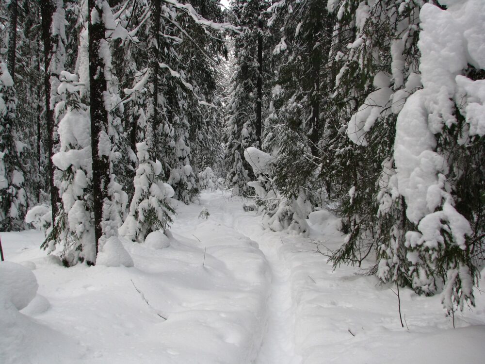 Wintry Forest