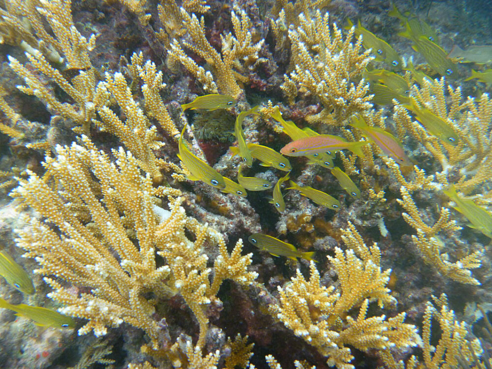Staghorn coral studies show promise for global warming–resistant reefs – NU  Sci Magazine