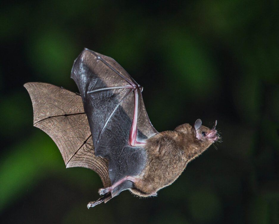 Bats navigate and identify prey by echolocation.