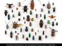 Crawling cures: The potential value of insects in medicine