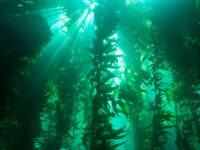 Kelp forest