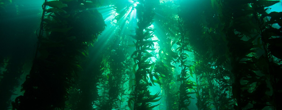 Kelp forest