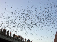 Flying bats