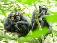 When nature calls: a study’s findings on contagious chimp urination