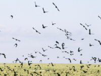 Migrating birds communicate mid-flight